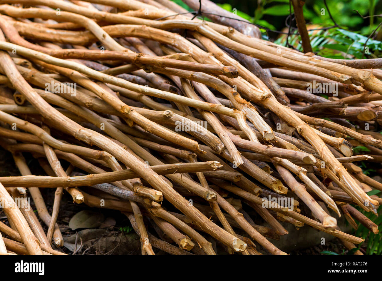 Pile of cinnamon tree branches in Sri Lanka Stock Photo Alamy