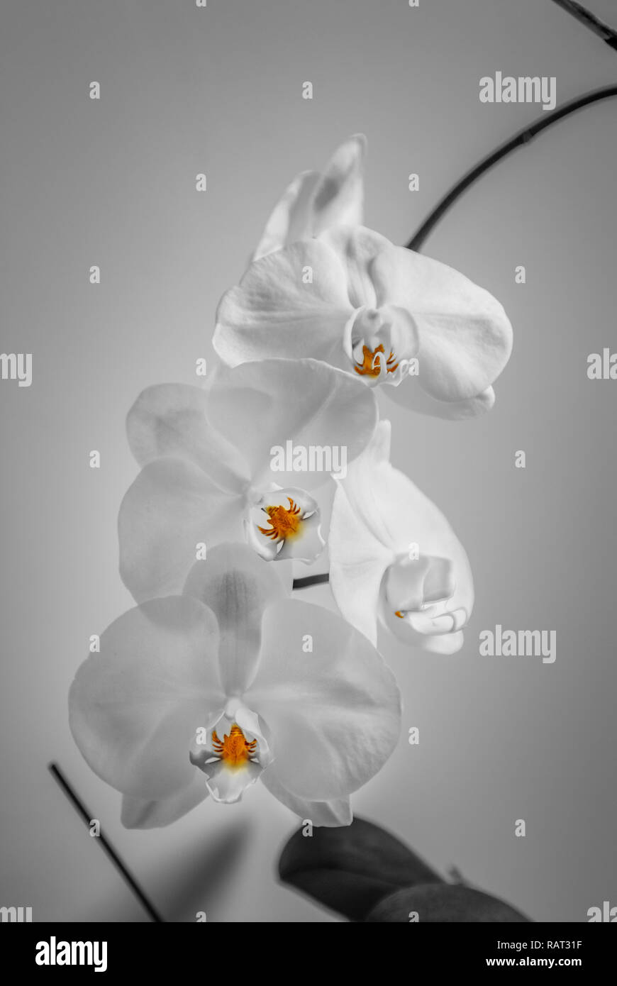 Black and white portrait of a bunch of white orchids, emphasizing their pistils, left in their yellow color Stock Photo