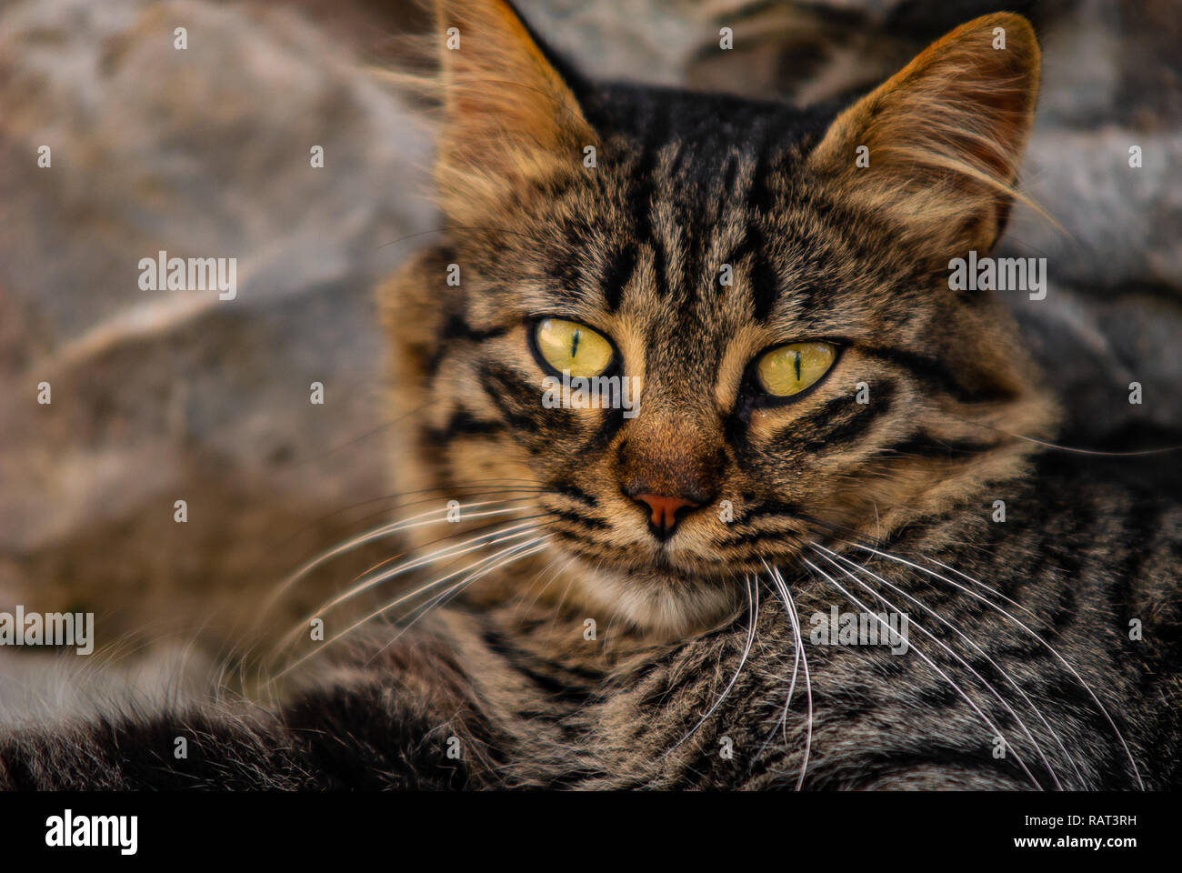 Details of a relaxed cat with amber eyes Stock Photo