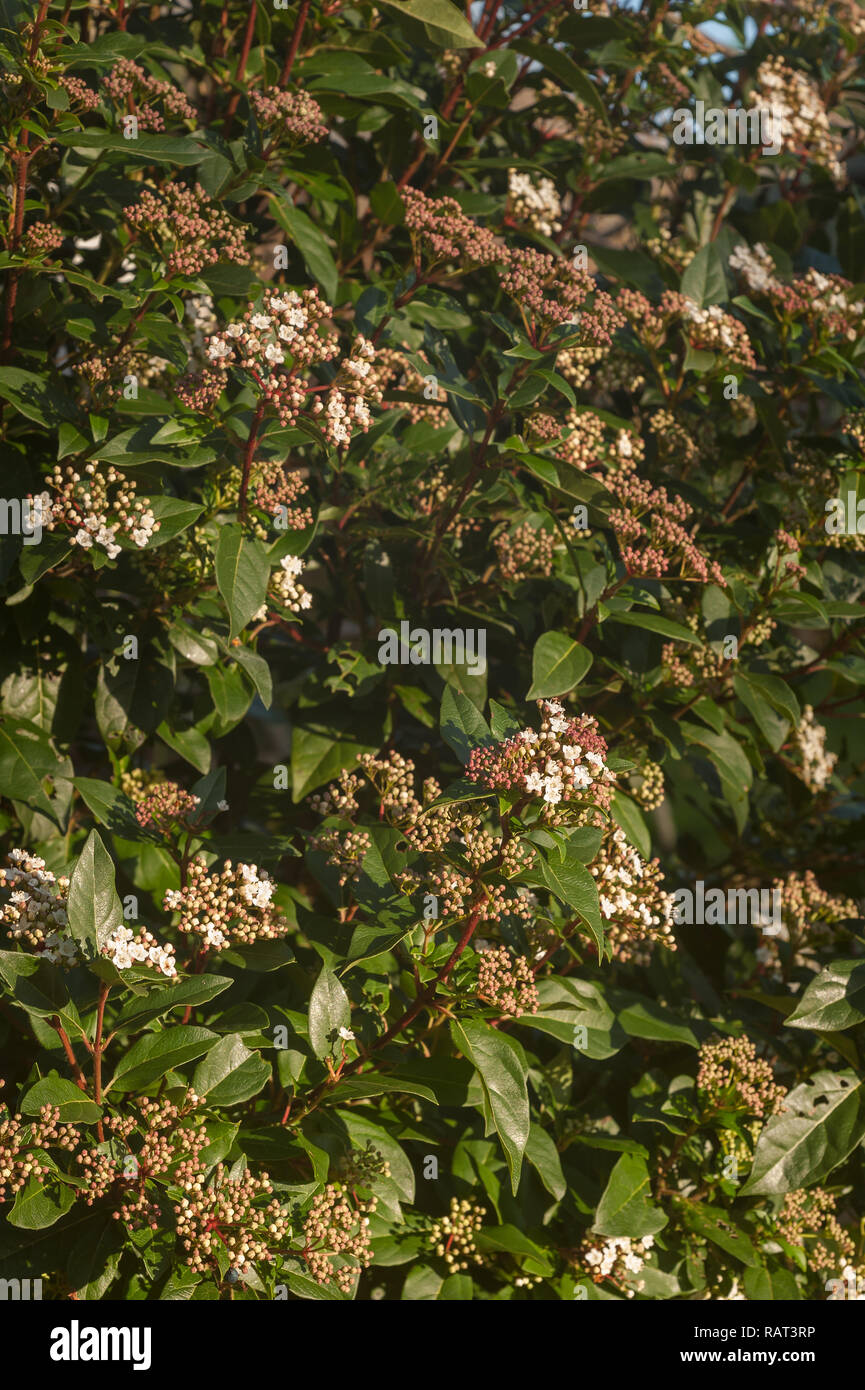 Winter flowering viburnum shrub with small delicate deep pink buds and blushed white flowers