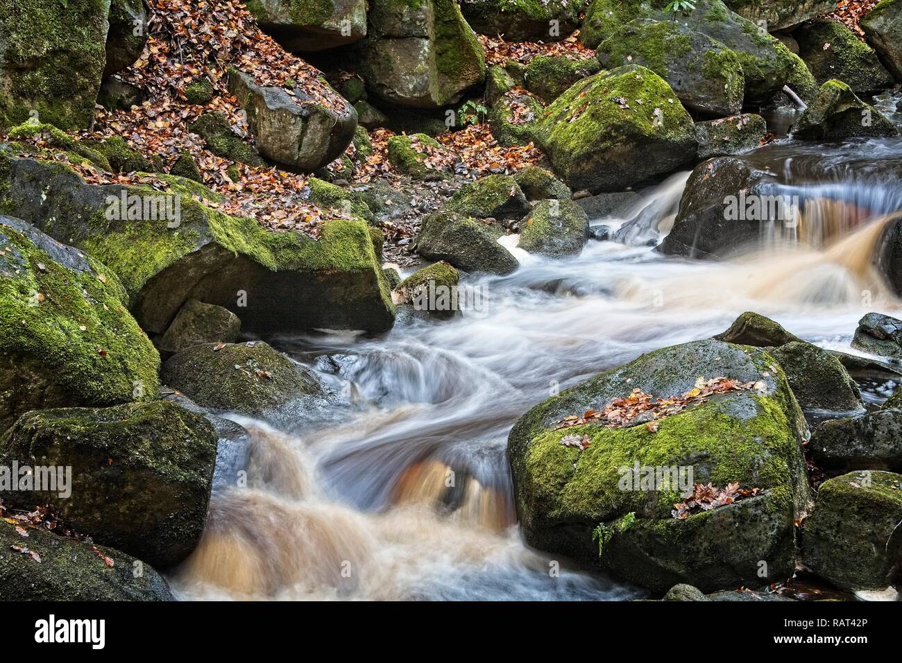 A fast flowing river in the Peak District National Park, UK. The erosive force of Burbage Brook through Padley Gorge is seen in its turbulant flow. Stock Photo