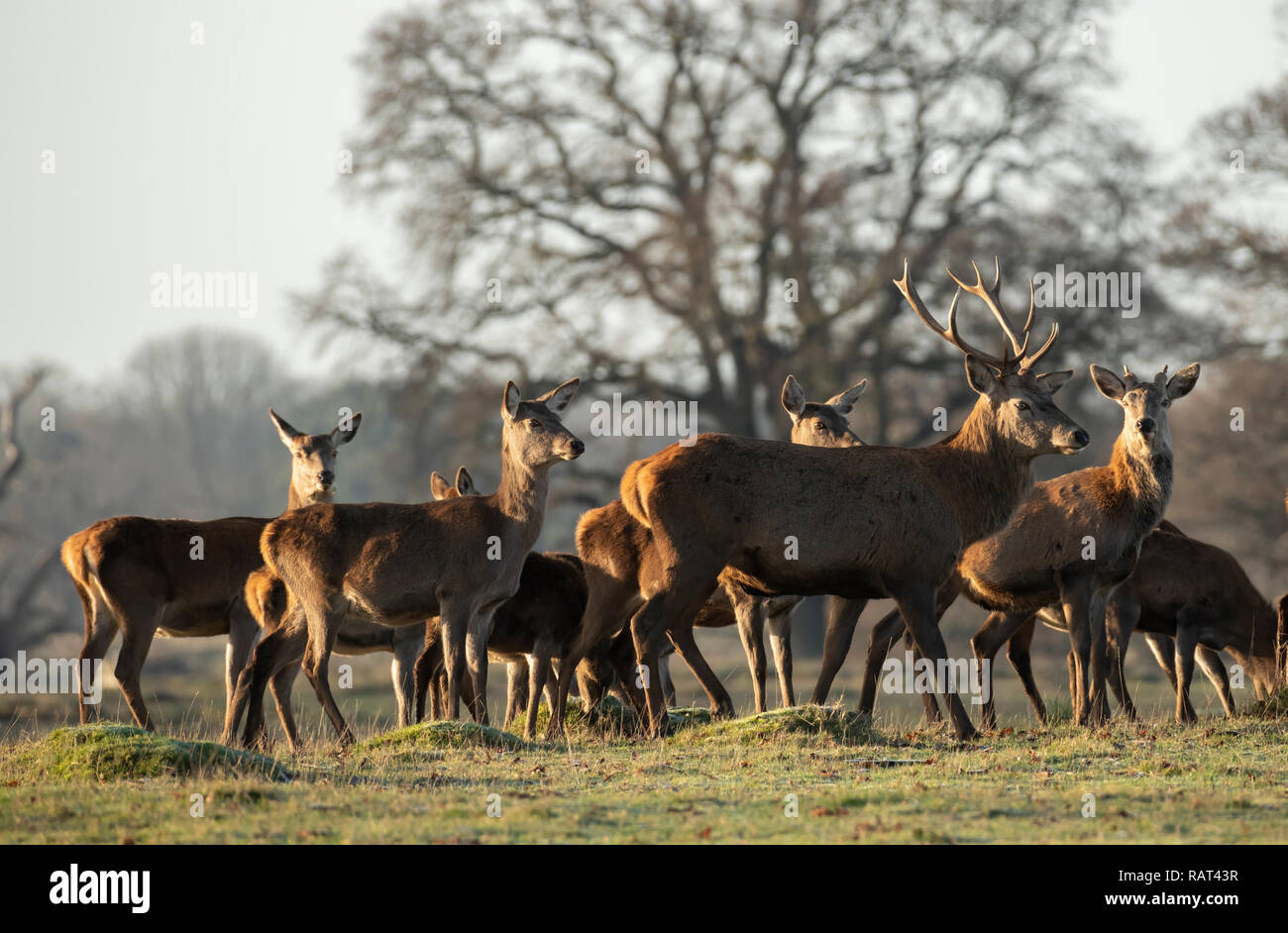Stag and Hinds at Berkeley Deer Park, Gloucestershire. Stock Photo