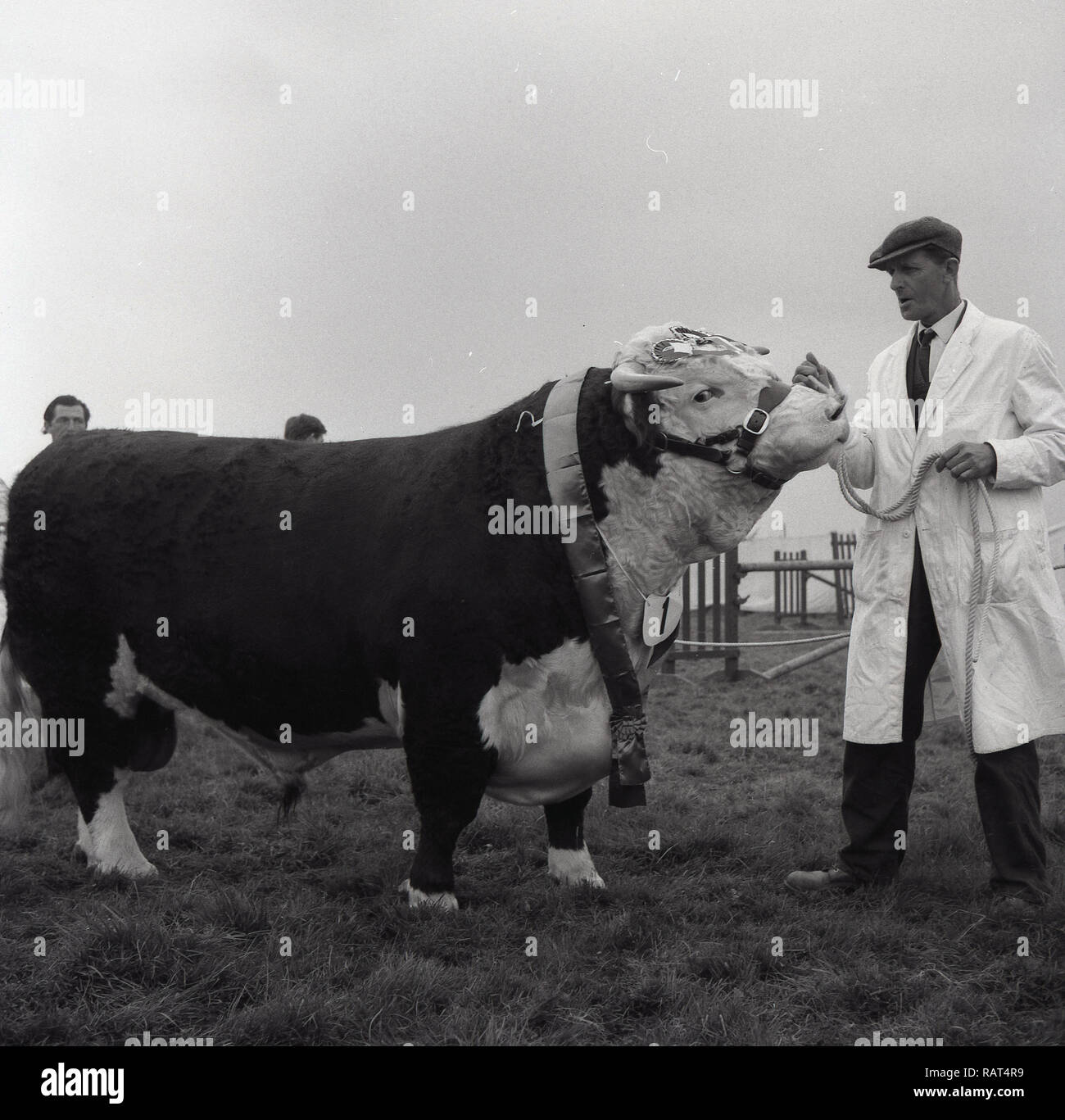 1965, a prize winning bull, with male handler in white coat and cap, at an agricultural show, England, UK Stock Photo