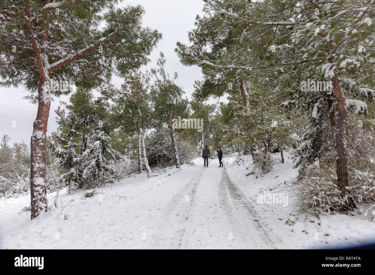 Snowy forest detail hi-res stock photography and images - Alamy