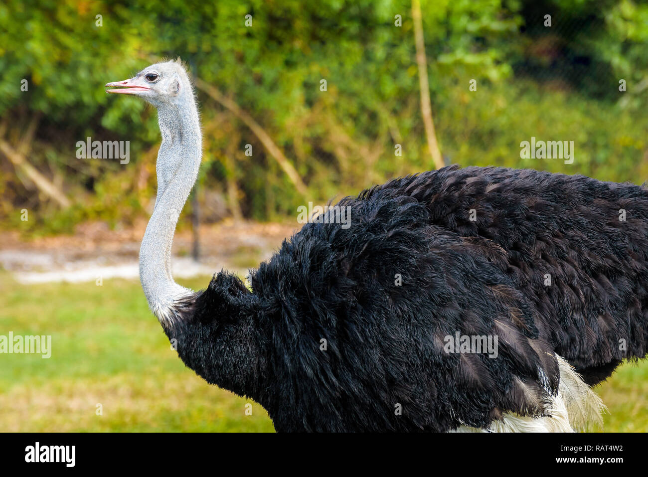 Portrait of common ostrich (Struthio camelus),species of large flightless bird native to Africa on a green background Stock Photo