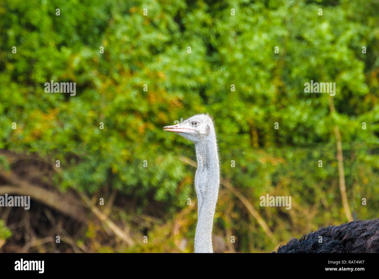 Portrait of common ostrich (Struthio camelus),species of large flightless bird native to Africa on a green background Stock Photo