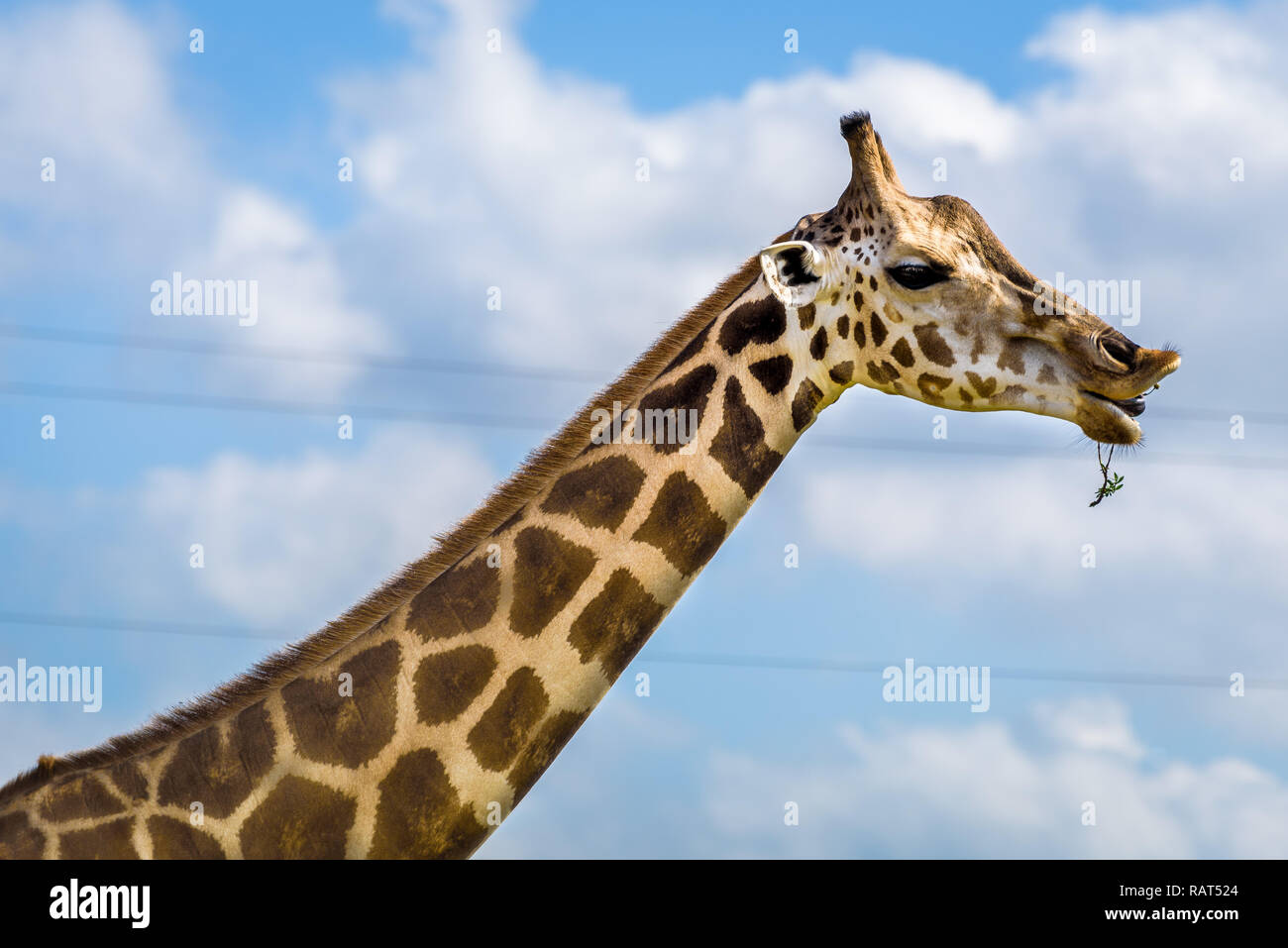 Close up portrait of a funny giraffe eating, isolated against the blue sky. Stock Photo