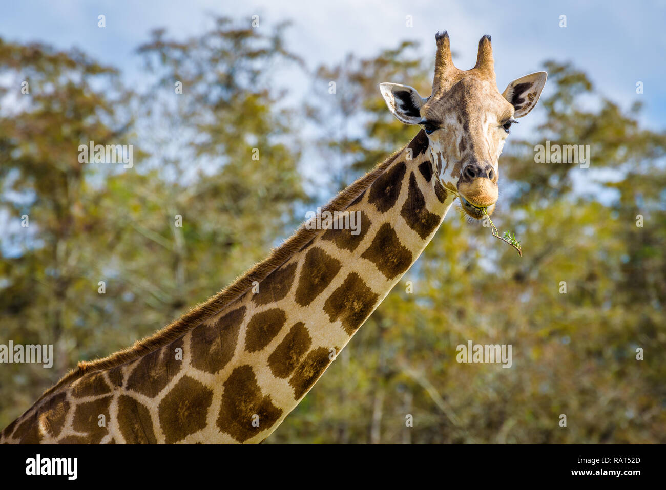 Close up portrait of a funny giraffe eating, isolated against the blue sky. Stock Photo