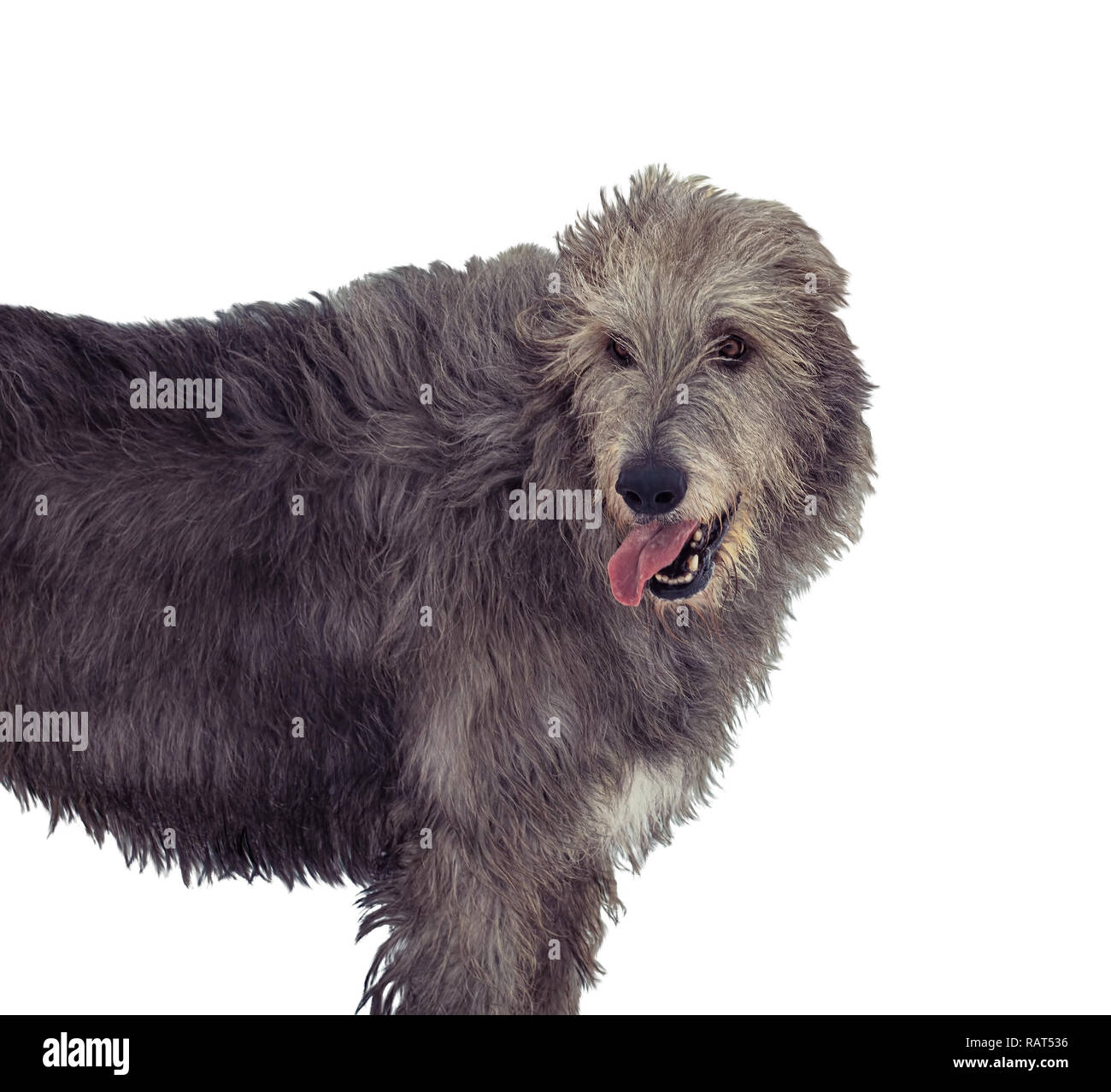 Portrait of gray irish wolfhound isolated on white background Stock Photo
