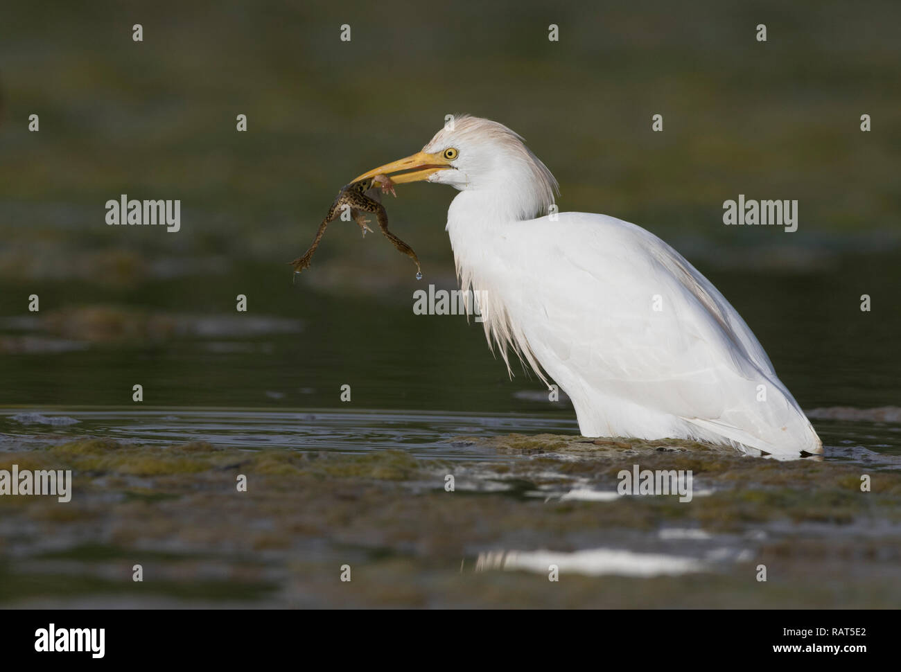 Western Cattle Egret Airone Guardabuoi Bubulcus Ibis An Adult Captured A Frog Stock Photo 230412506 Alamy
