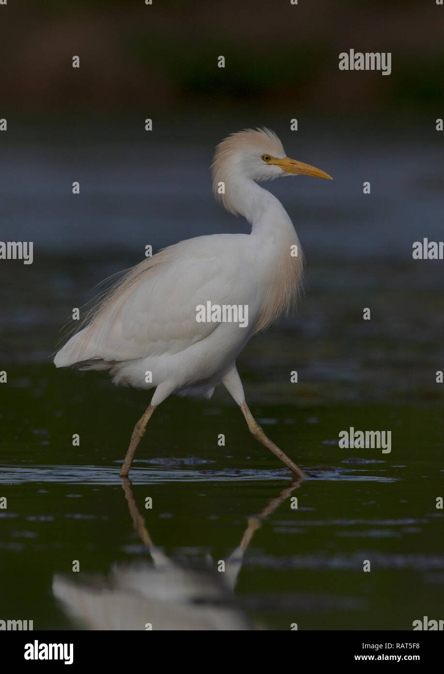 Western Cattle Egret,airone guardabuoi (Bubulcus ibis),adult moves on the water Stock Photo