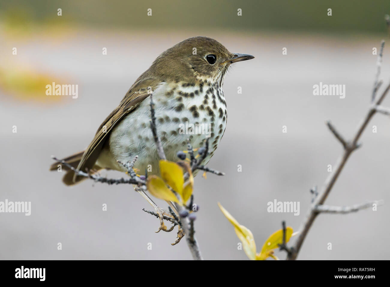 Hermit Thrush, Catharus guttatus auduboni, Bandelier National Monument near Los Alamos, New Mexico, USA Stock Photo