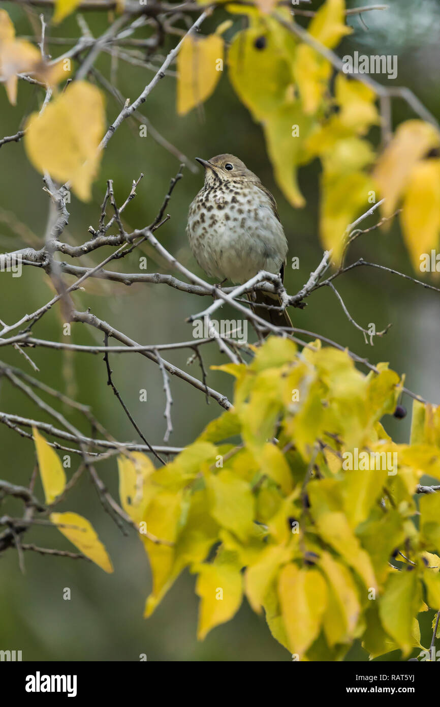 Hermit Thrush, Catharus guttatus auduboni, Bandelier National Monument near Los Alamos, New Mexico, USA Stock Photo