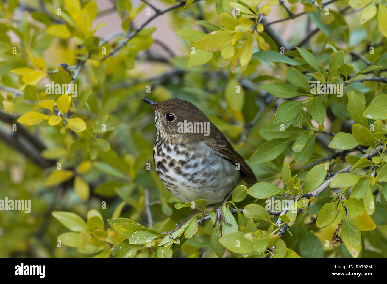 Hermit Thrush, Catharus guttatus auduboni, Bandelier National Monument near Los Alamos, New Mexico, USA Stock Photo