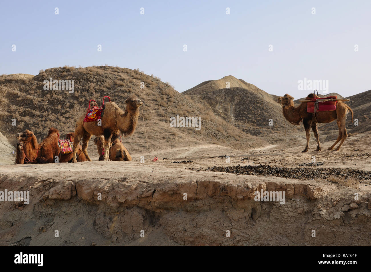 National Animal Of China Hi res Stock Photography And Images Alamy National animal of china hi res stock photography and images alamy
