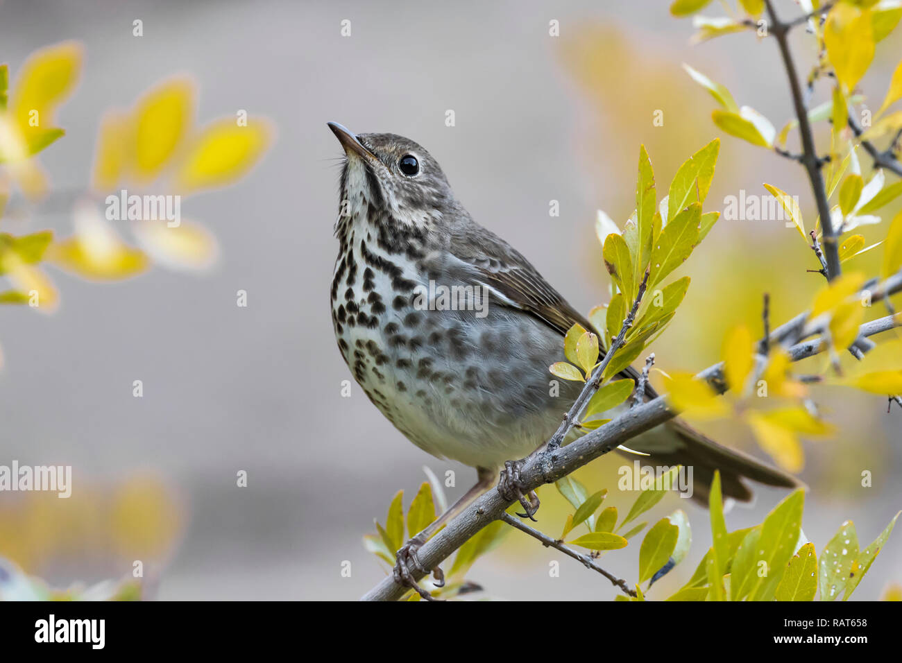 Catharus guttatus auduboni hires stock photography and images Alamy