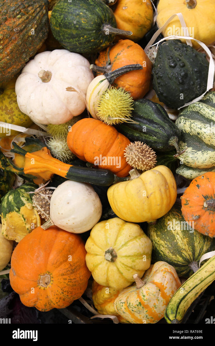Autumn harvest at a market in Italy - various squashes and pumpkins including zucchini, yellow crookneck squash and cucurbita Stock Photo