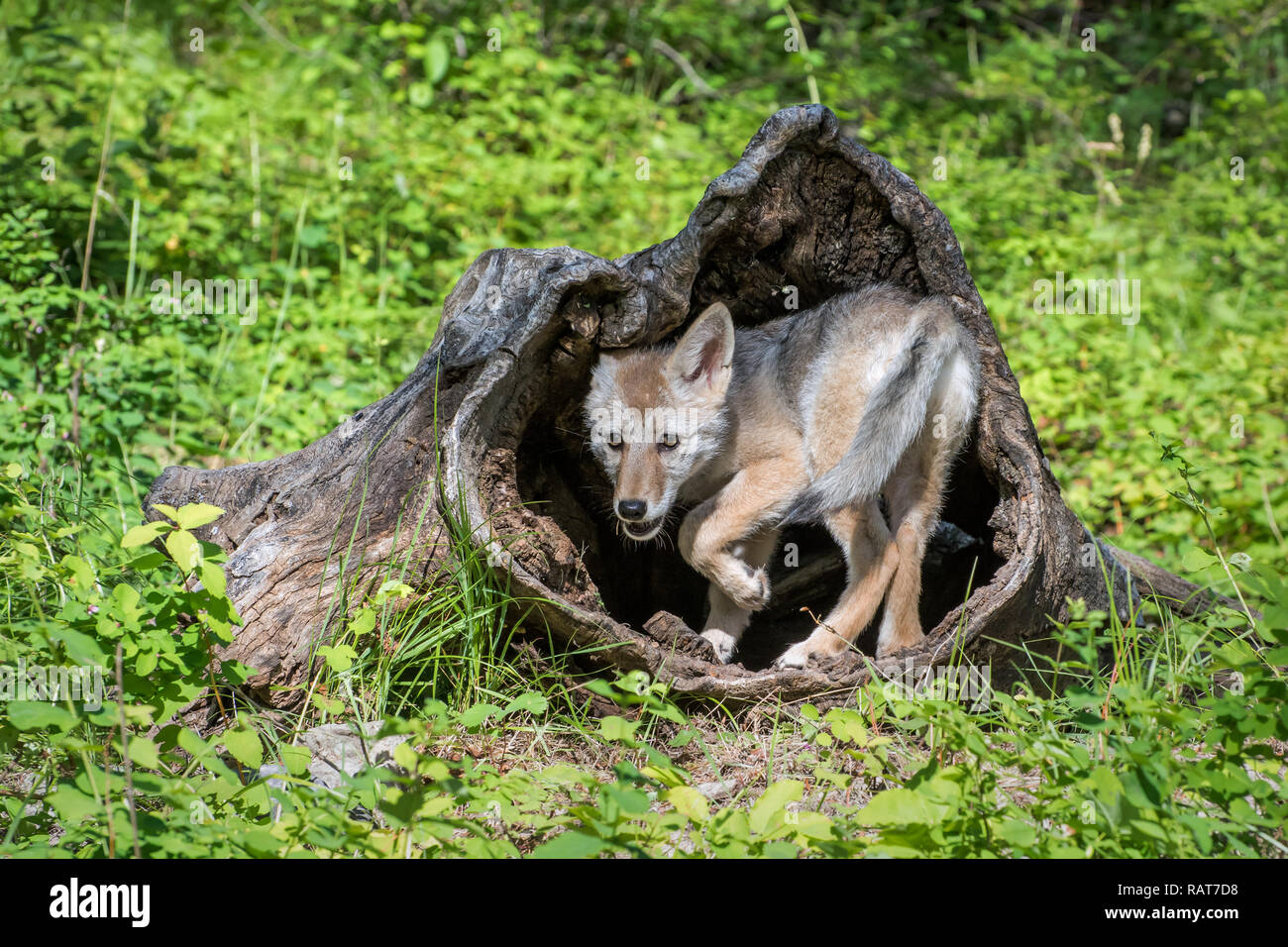 Coyote Pup Playing inside a Hollow Log Stock Photo