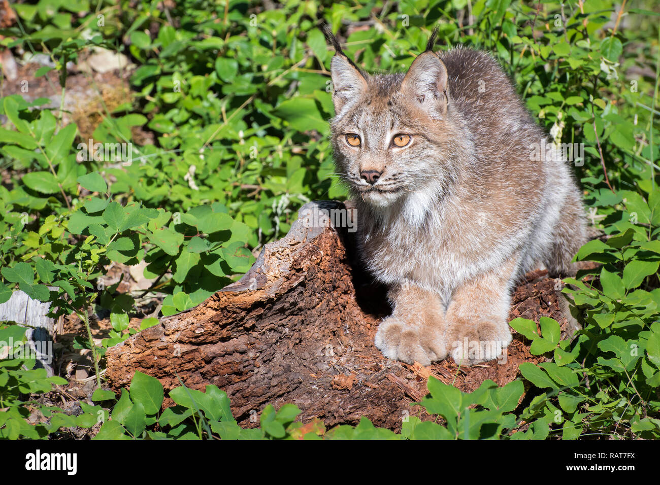 Canada Lynx Looking out into the Fresh Green Spring Landscape Stock Photo