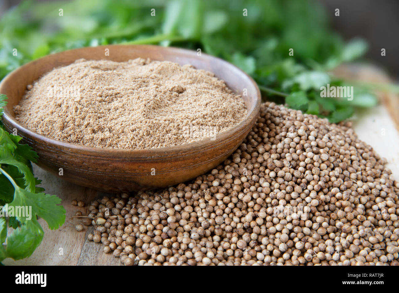 Coriander seeds ground coriander coriander hires stock photography and