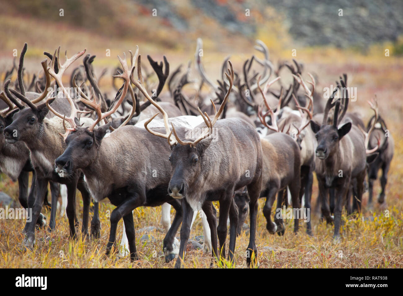herd of reindeer in the tundra in summer Stock Photo