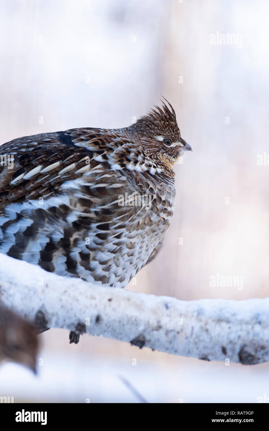A Ruffed Grouse on a winter day in Minnesota Stock Photo