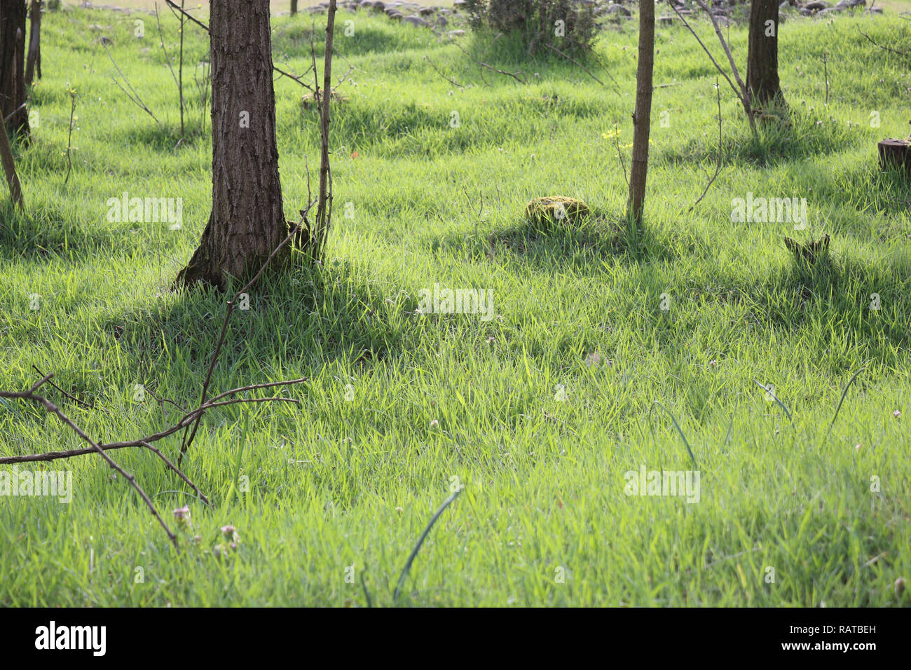 A lawn with mowed grass, some stumps, trunks with bark and branches at sunrise during spring in Cameri, Piedmont region, Italy Stock Photo