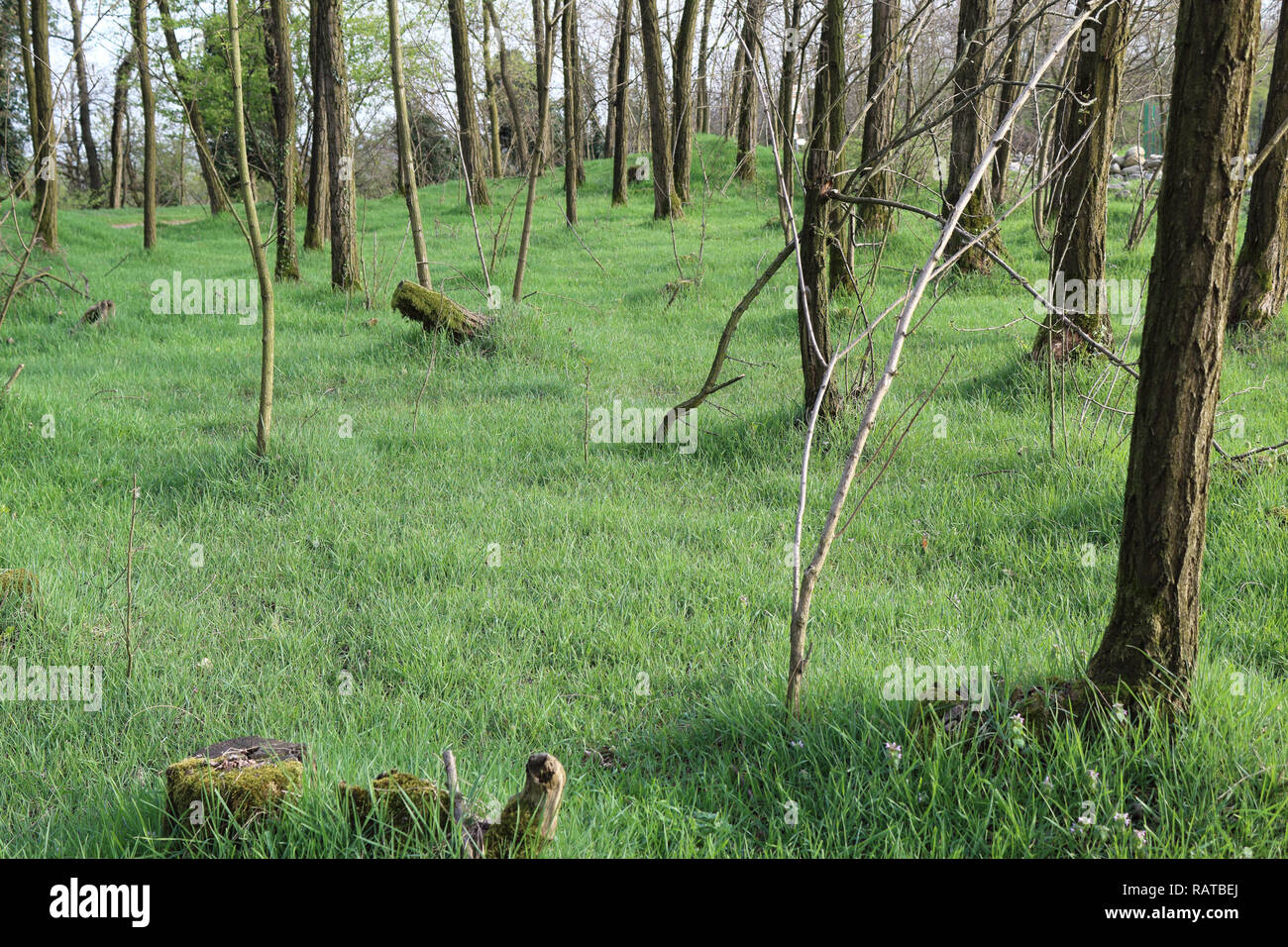 A lawn with mowed grass, some stumps, trunks with bark and branches at sunrise during spring in Cameri, Piedmont region, Italy Stock Photo