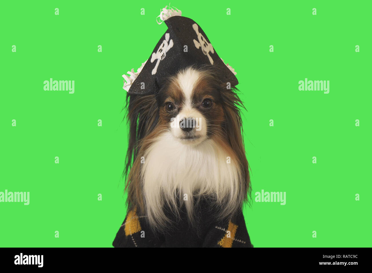 Beautiful dog Papillon in pirate costume on green background Stock Photo