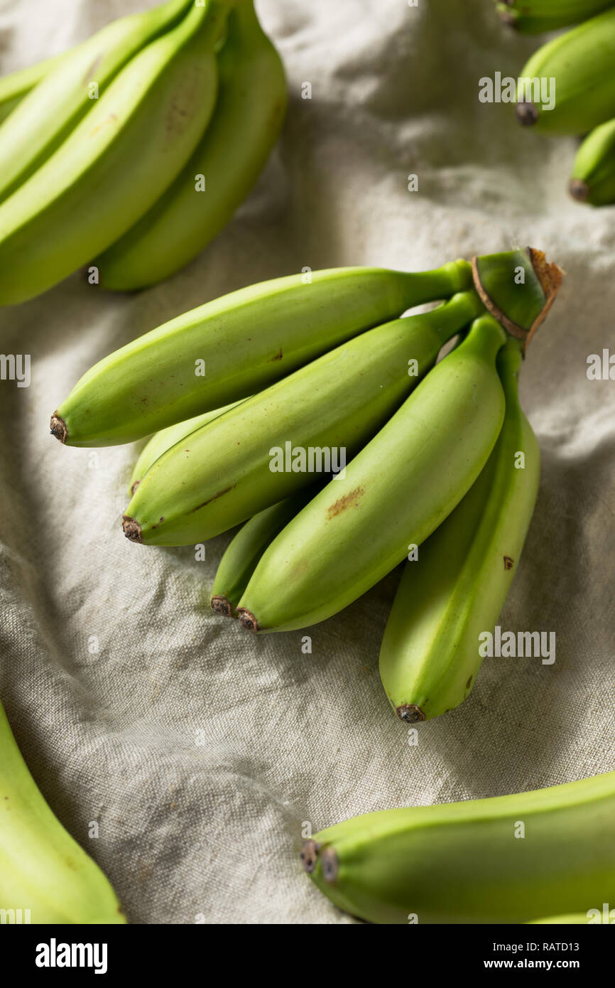 Raw Organic Unripe Green Baby Bananas in a Bunch Stock Photo Alamy