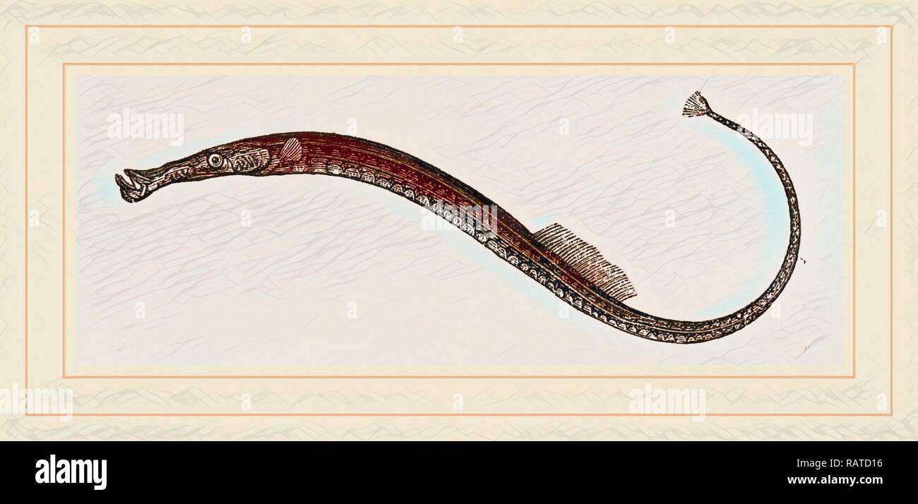 Deepnosed Pipefish. Reimagined by Gibon. Classic art with a modern