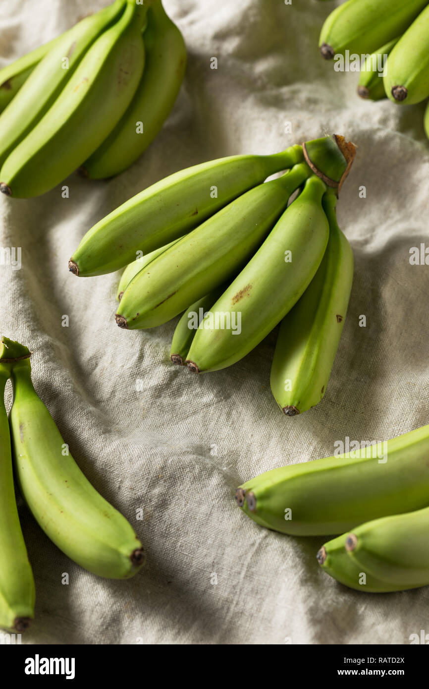 Raw Organic Unripe Green Baby Bananas in a Bunch Stock Photo Alamy