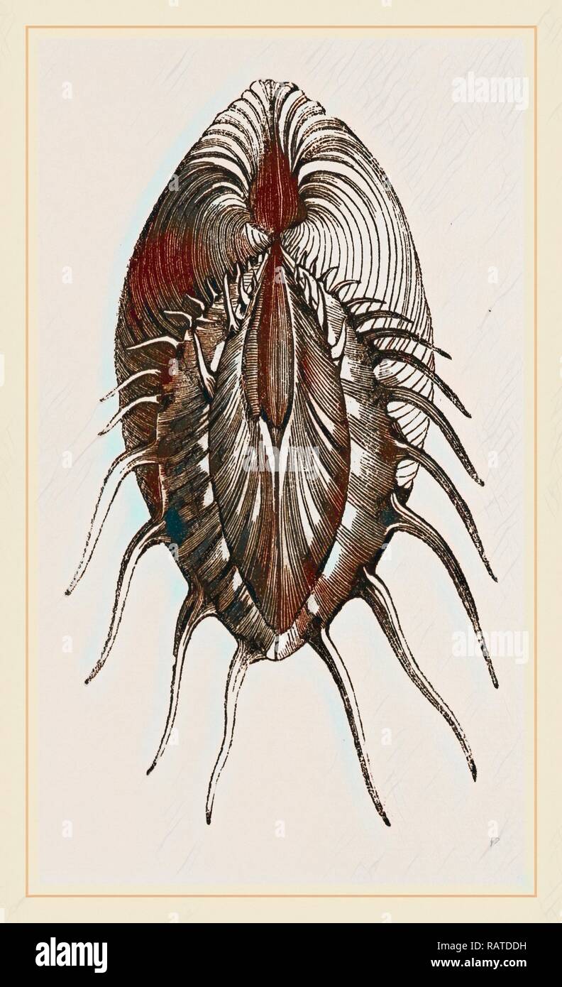 Spined Cytherea. Reimagined by Gibon. Classic art with a modern twist ...