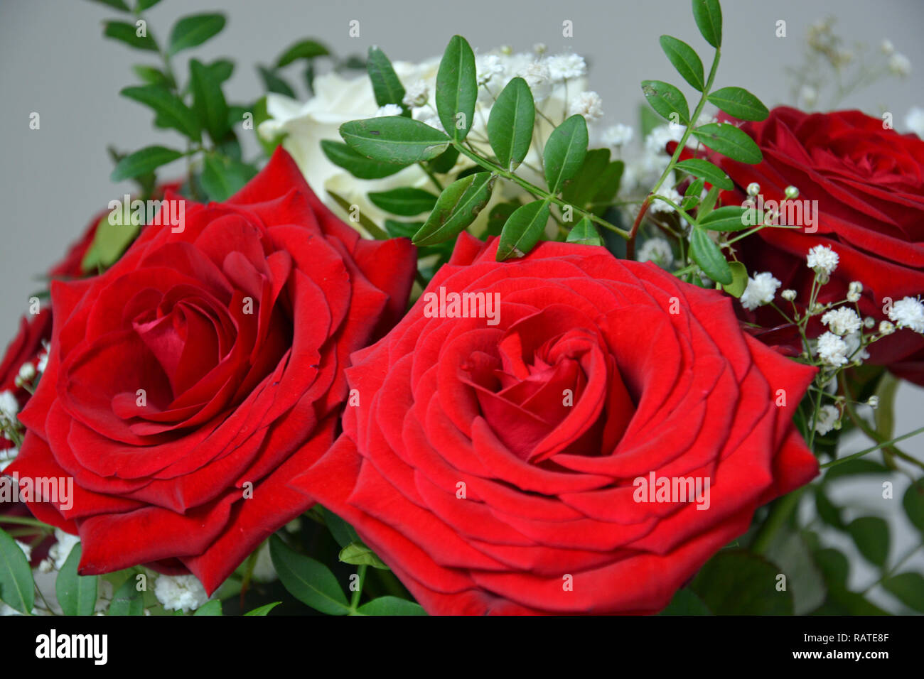 Rote Rosen, Weiße Rosen, Rosenstrauß, Hintergrund Stock Photo