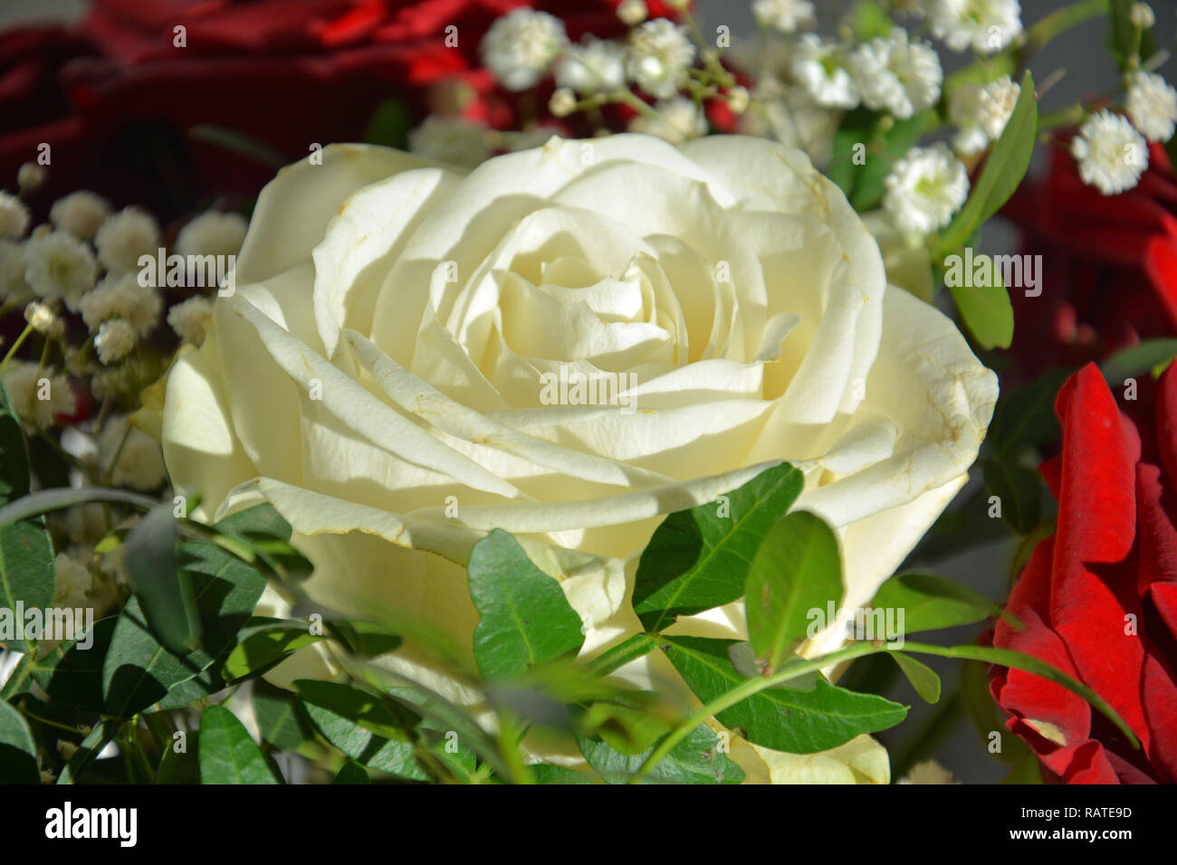Rote Rosen, Weiße Rosen, Rosenstrauß, Hintergrund Stock Photo