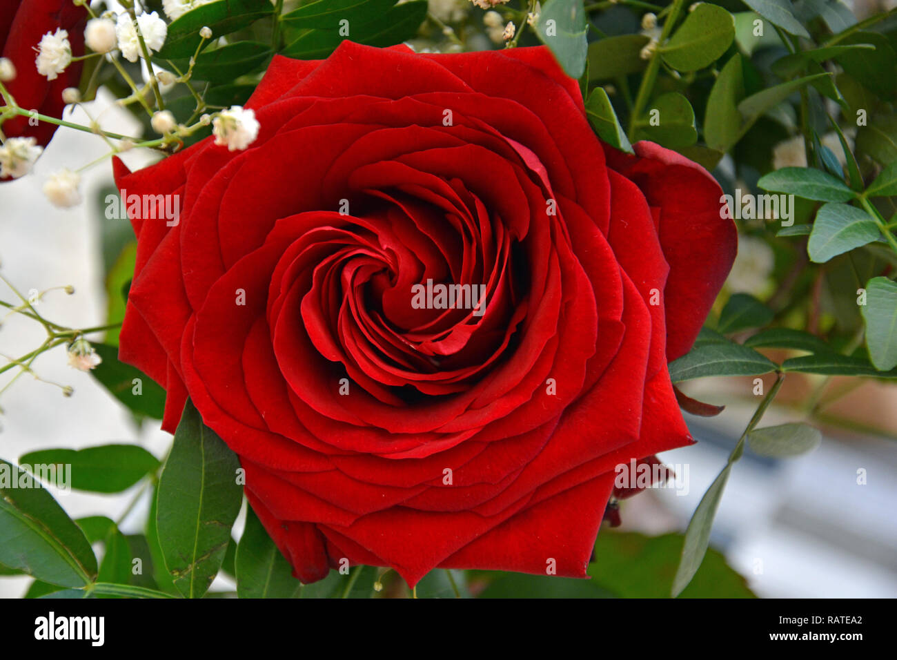 Rote rosen hi-res stock photography and images - Alamy