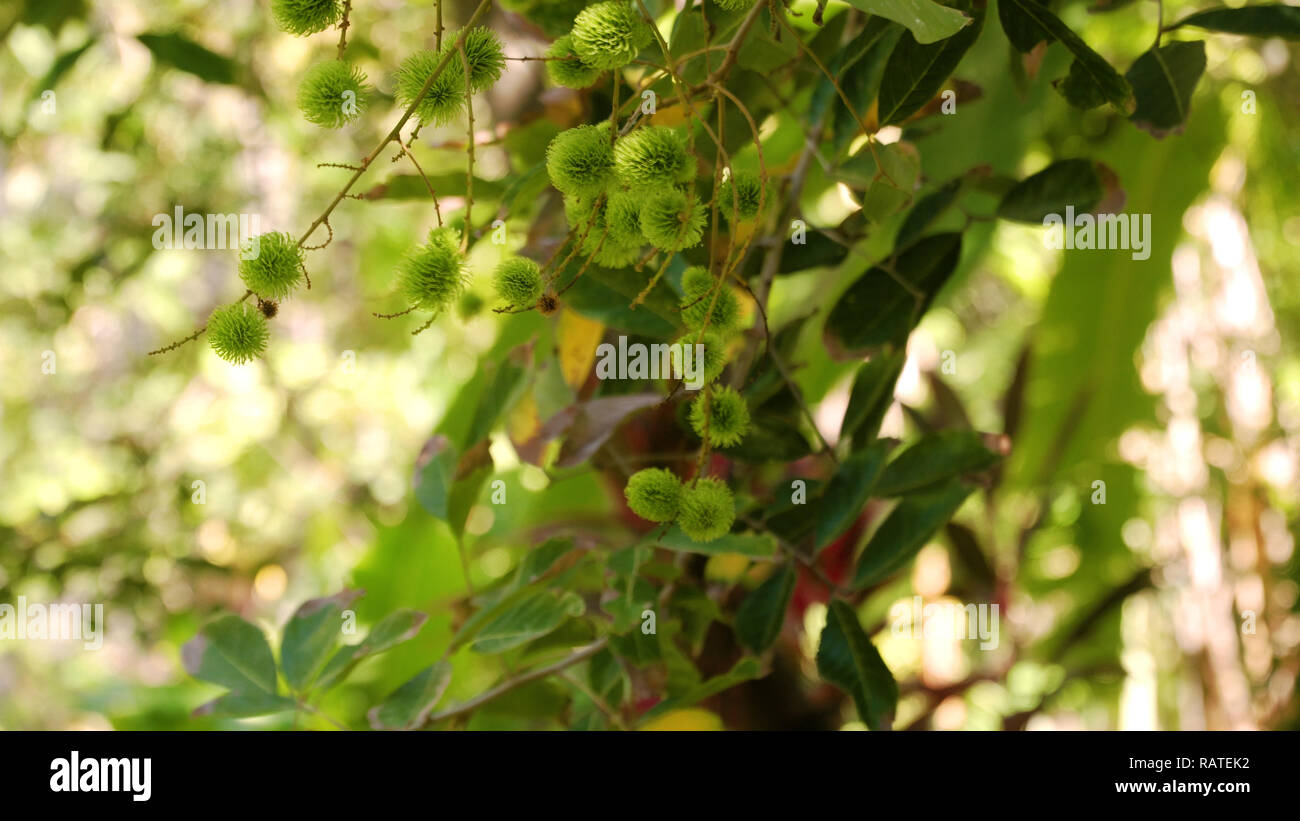 fruits green rambutan on tree. Tropical fruit rambutan fruits Nephelium ...