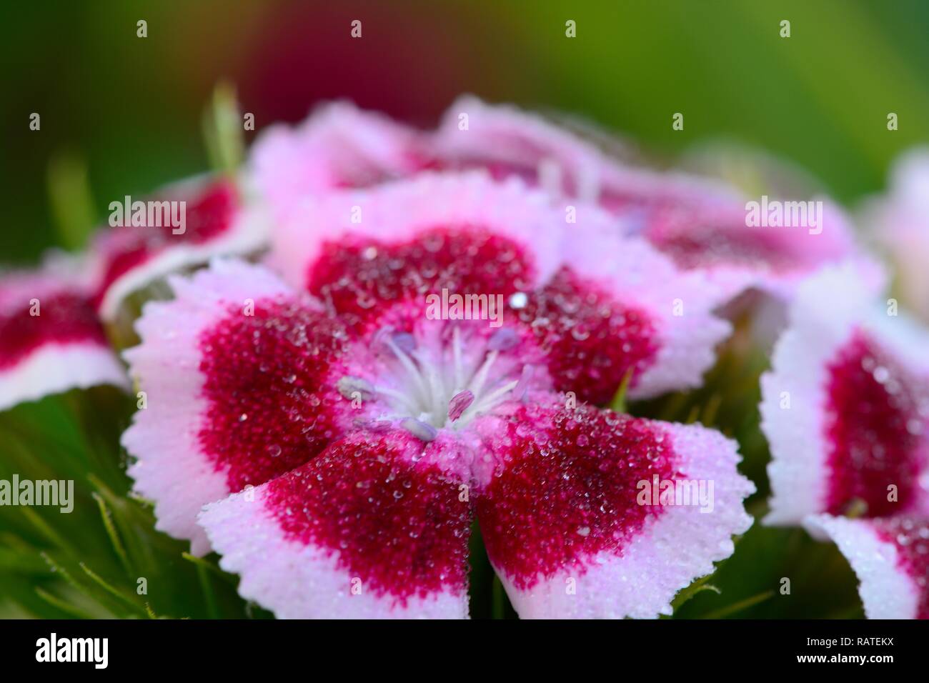Macro shot of a pink and white sweet William (dianthus barbatus) flower covered in water droplets Stock Photo