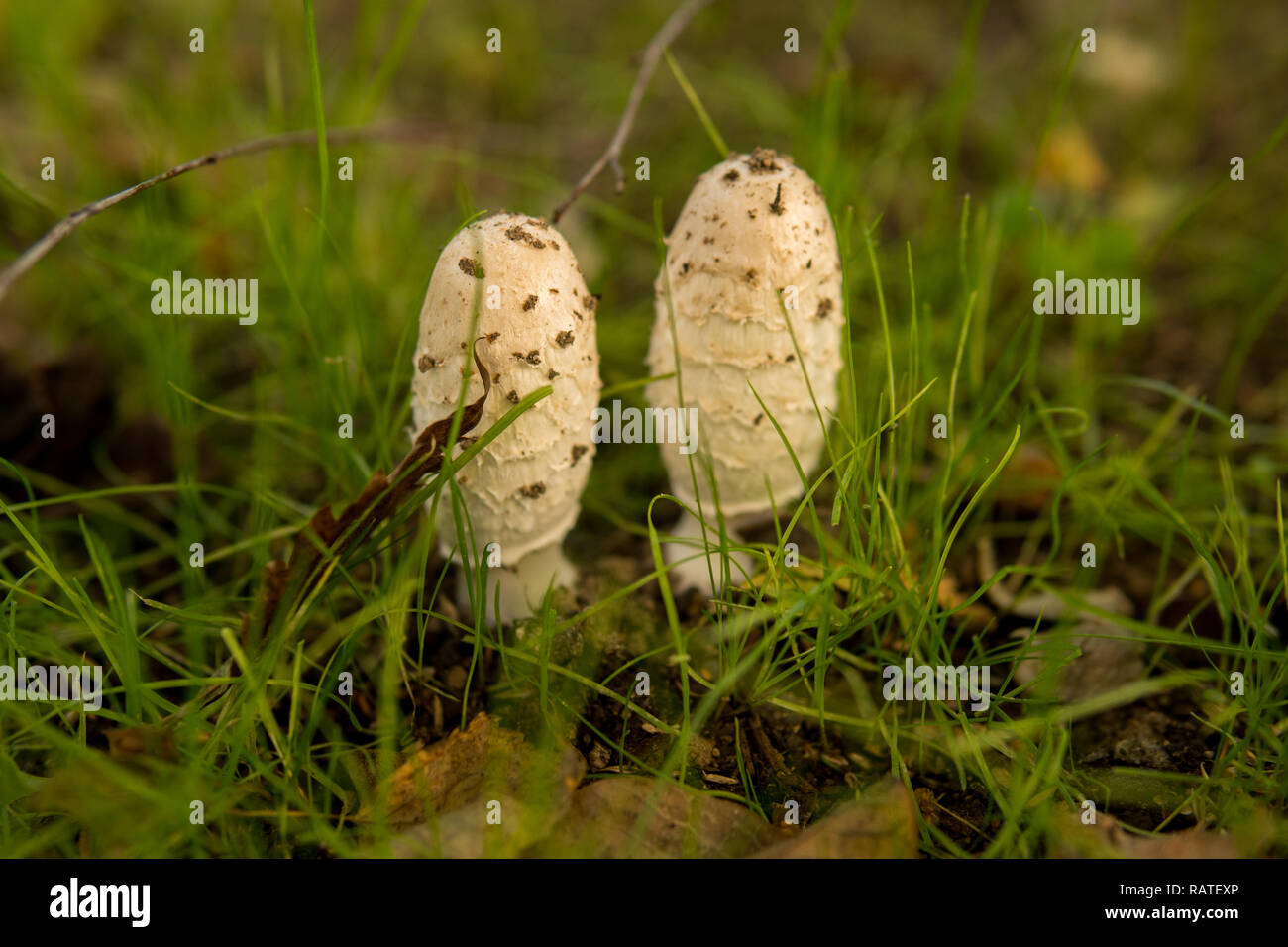 Coprinus comatus called also  the shaggy ink cap growing on the ground Stock Photo