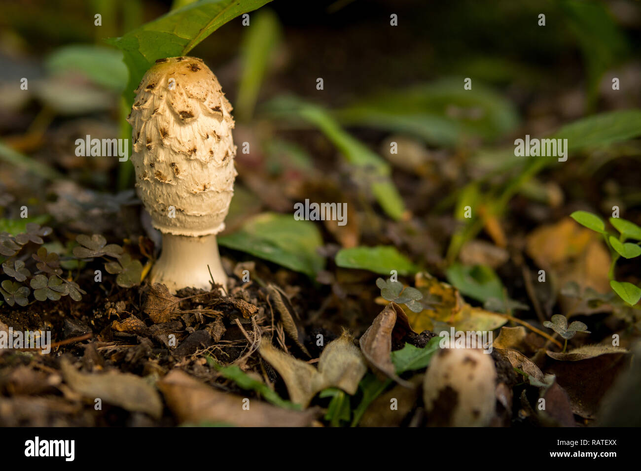 Coprinus comatus called also  the shaggy ink cap growing on the ground Stock Photo