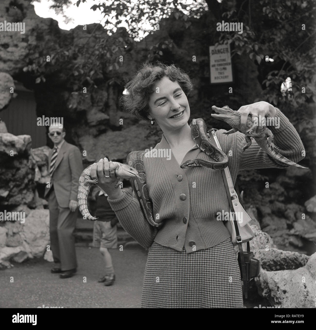 1950s, Elegant -and brave - lady at a zoo with a snake on her shoulder and holding two small reptiles in her hands, baby crocodiles (hatchlings) England, UK. Stock Photo