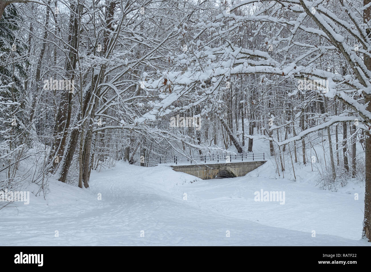 Snow Premium Photo | A snowy landscape with trees and snow on the ground