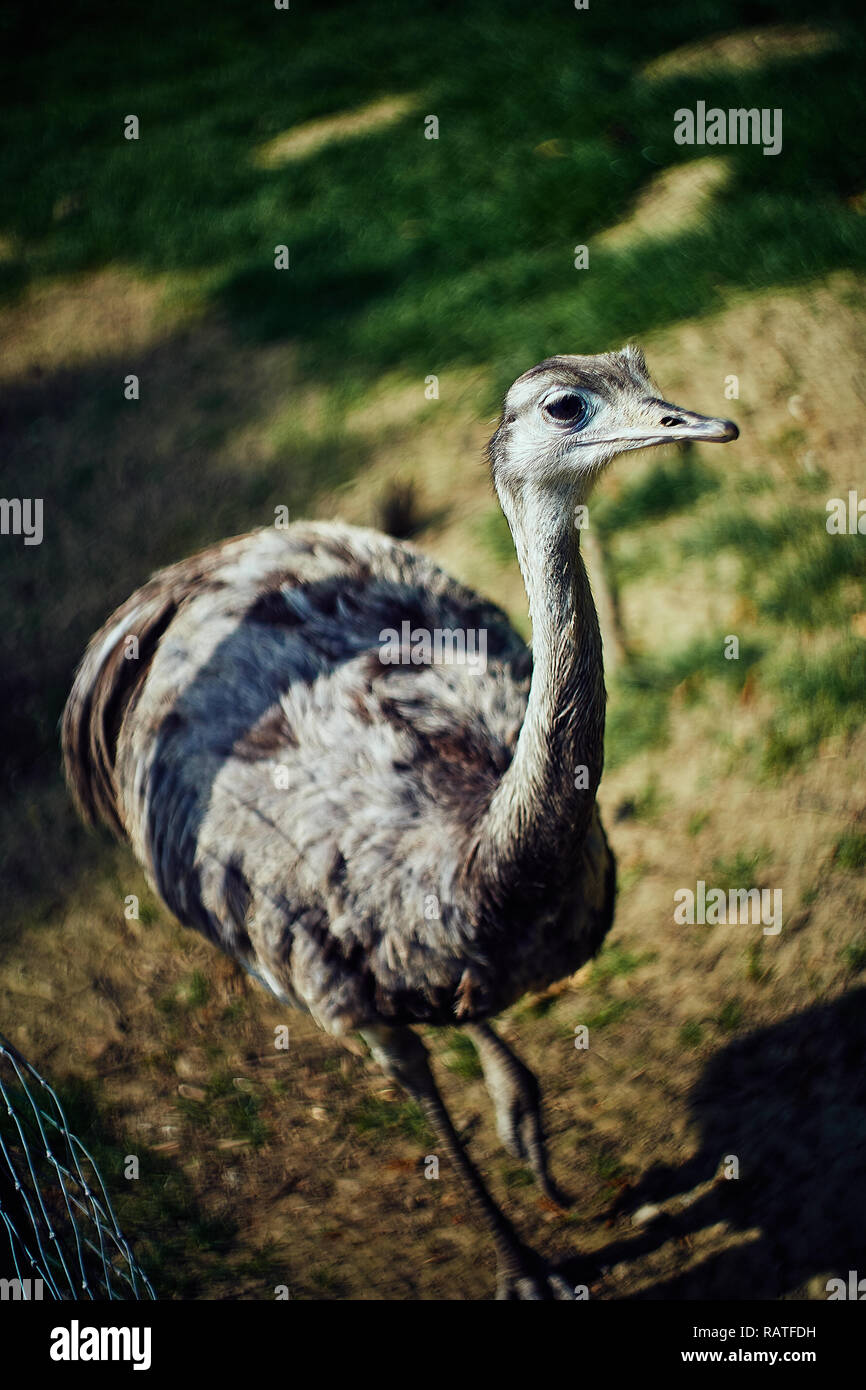 A Nandu greater rhea in the middle of bavaria germany Stock Photo