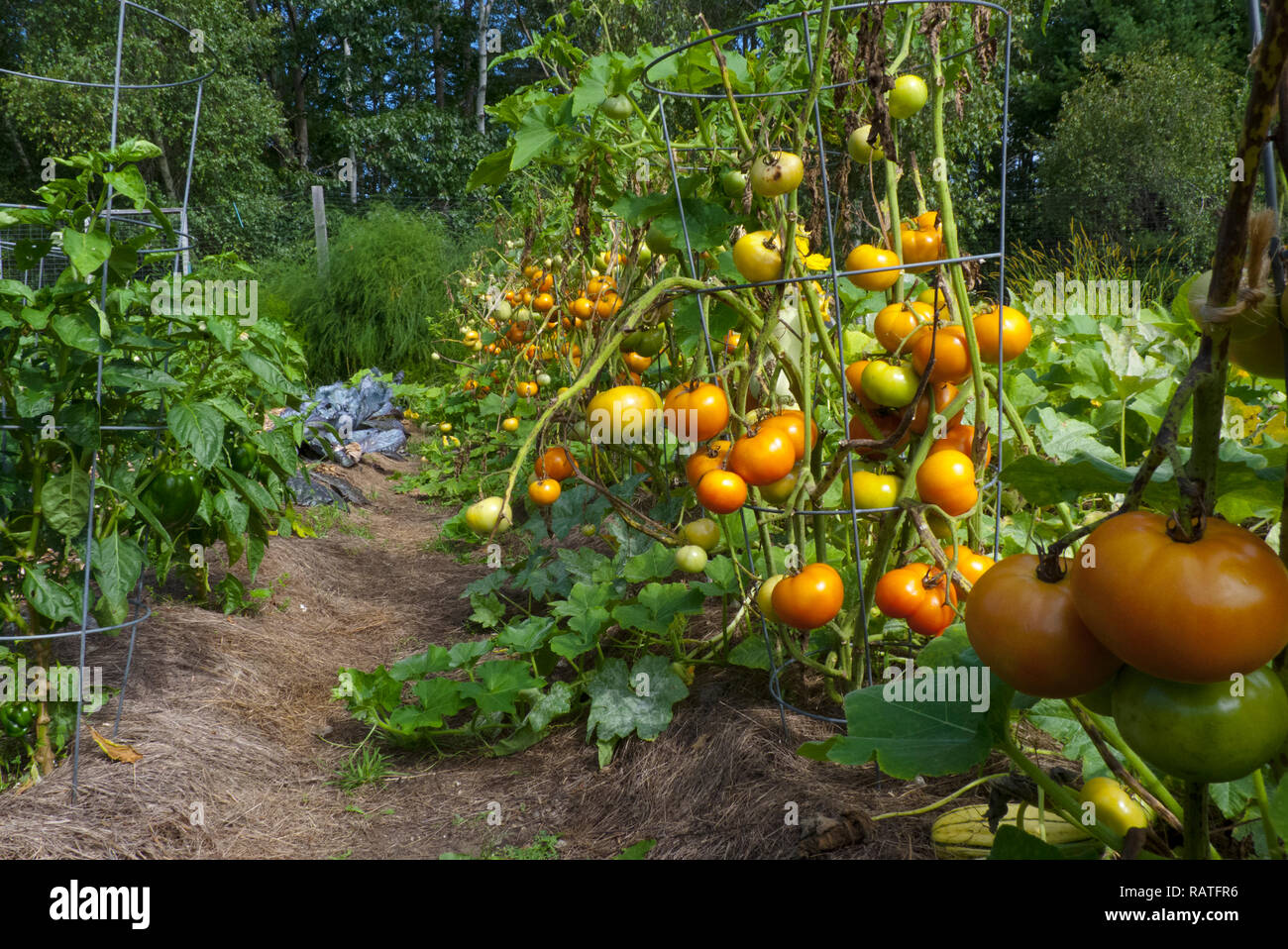 Lush vegetable garden overflowing with tomatoes in cages and row at Community Garden, Maine, USA Stock Photo