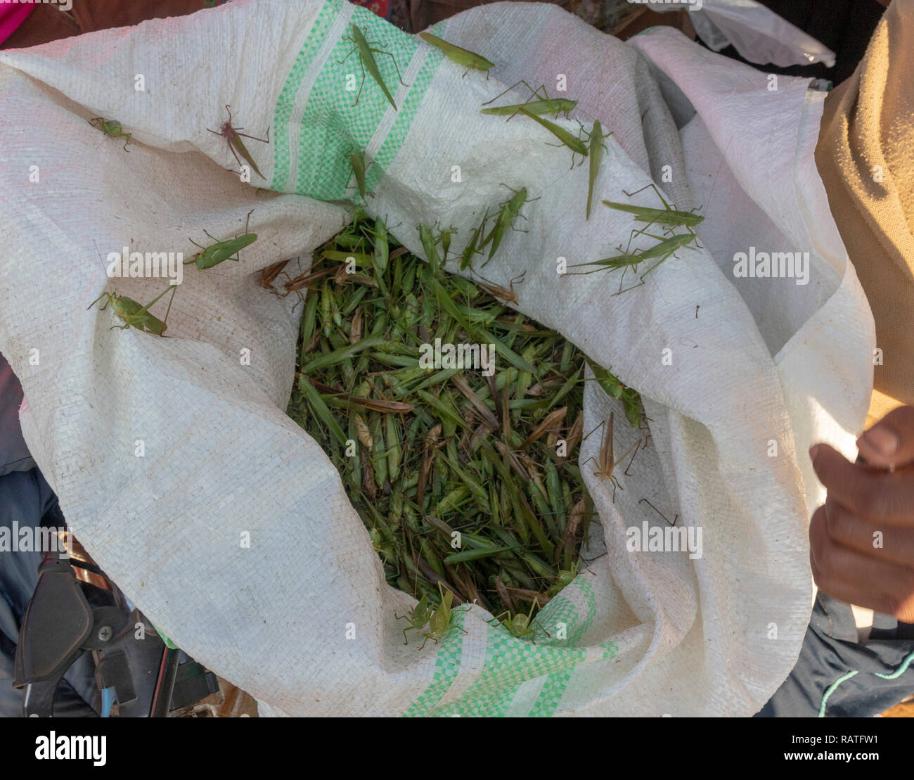 bag of captured katydids (Tettigoniidae) for sale as nsenene snack food, Uganda, Africa Stock Photo
