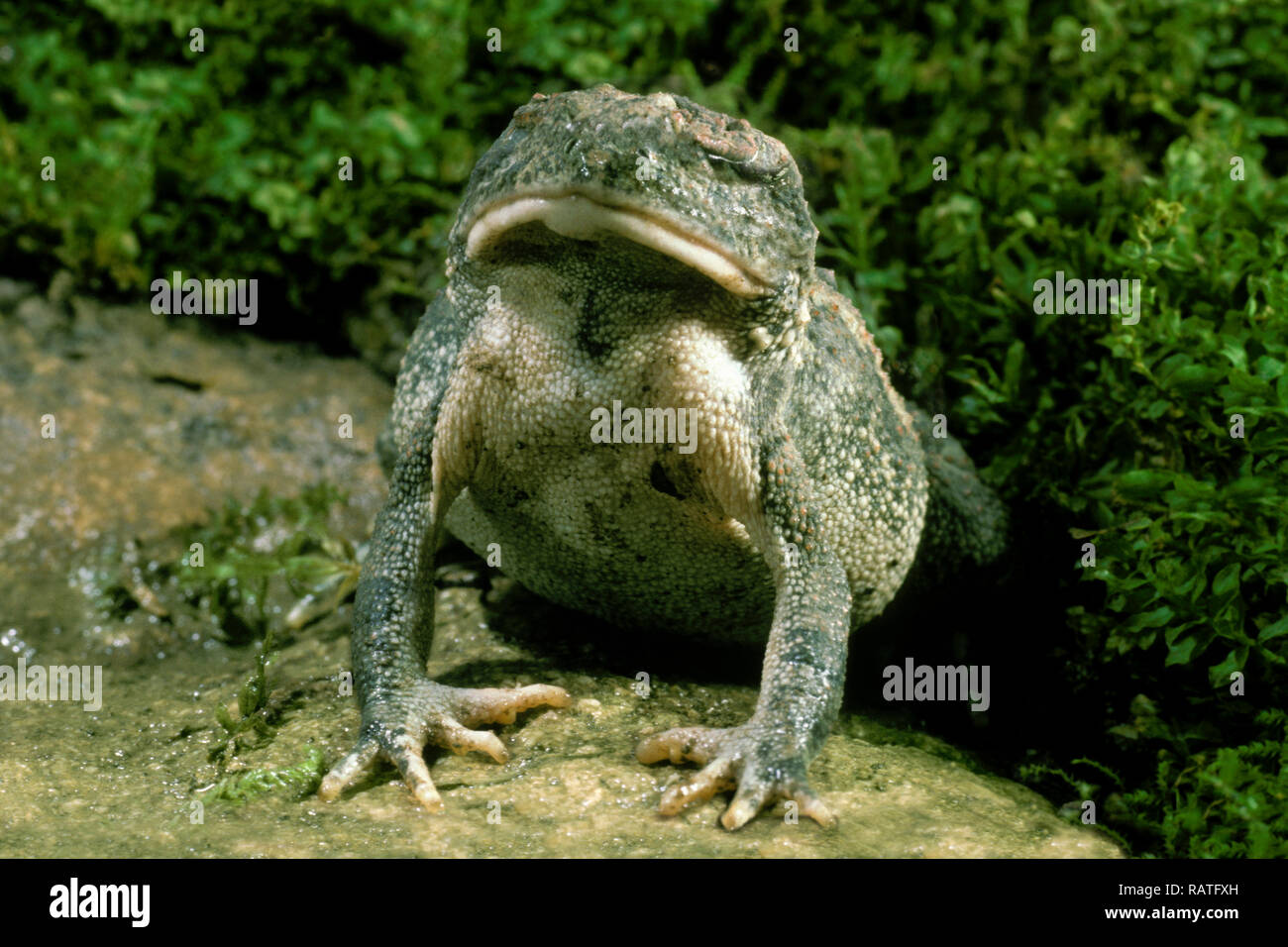 Fowlers Toad Stock Photos & Fowlers Toad Stock Images - Alamy