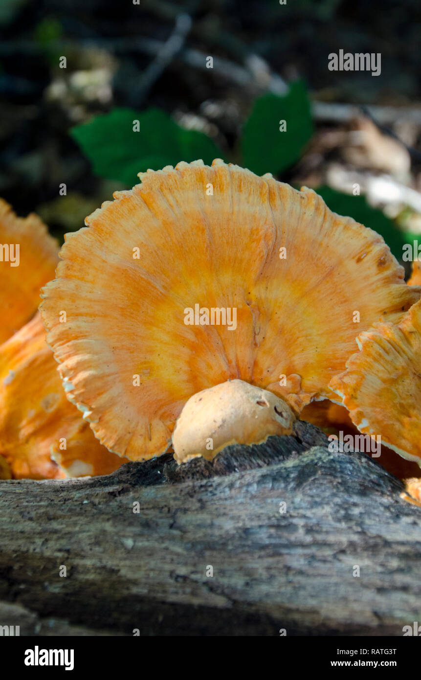 Chickens of the woods, Laetiporus sulphureus, orange fungus on old log