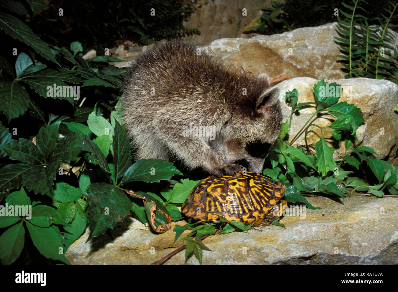 Young Racccoon attempting to oepn the shell of an ornate box turtle in backyard garden, USA Stock Photo