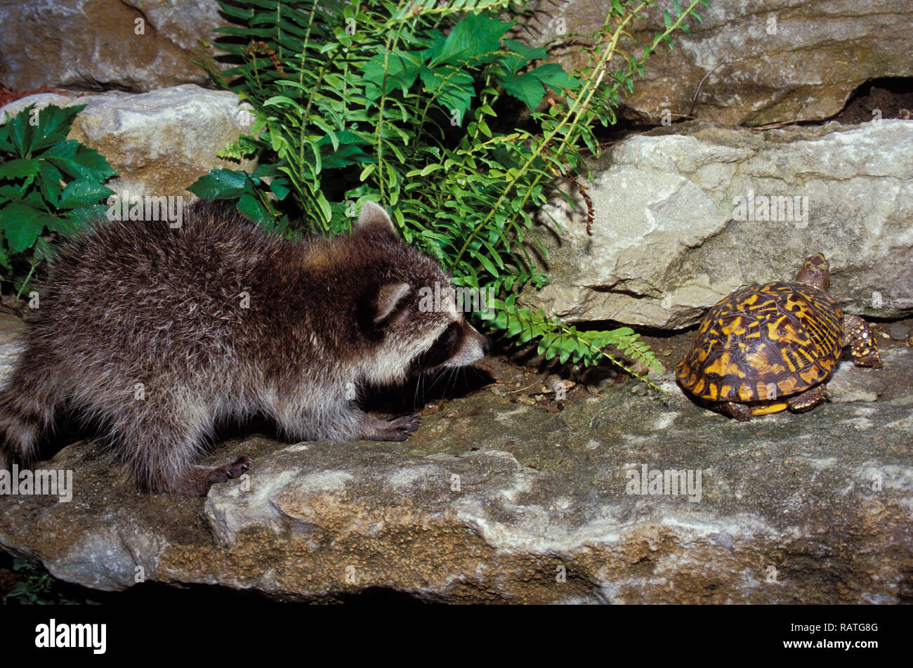 Tuttle Raccoon Terrapene carolinsis hi-res stock photography and images - Alamy