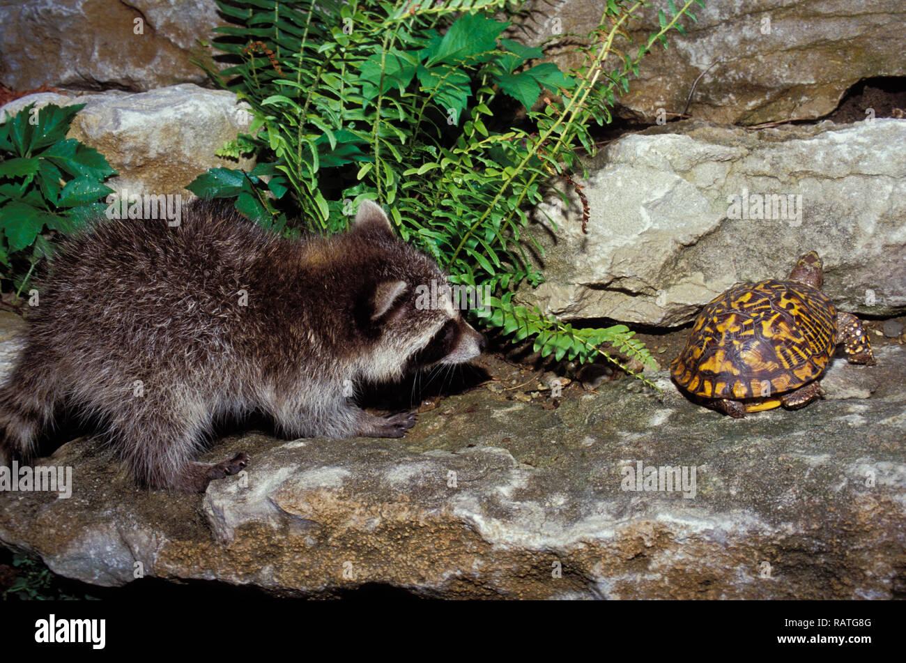 Ornate box turtle makes slow haste to escape the baby raccoon, Pryon lotor, Stock Photo